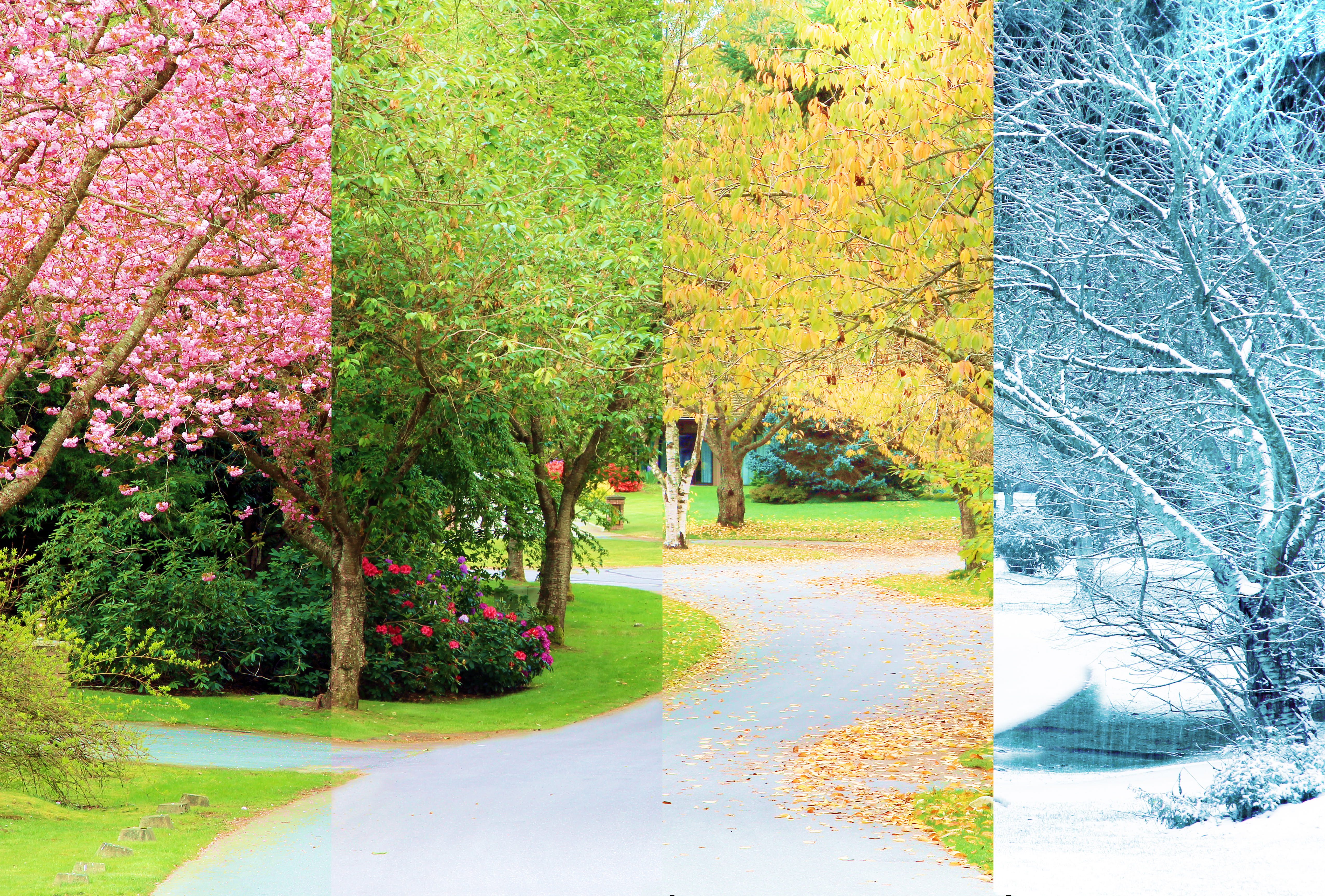 A composite image of the four seasons