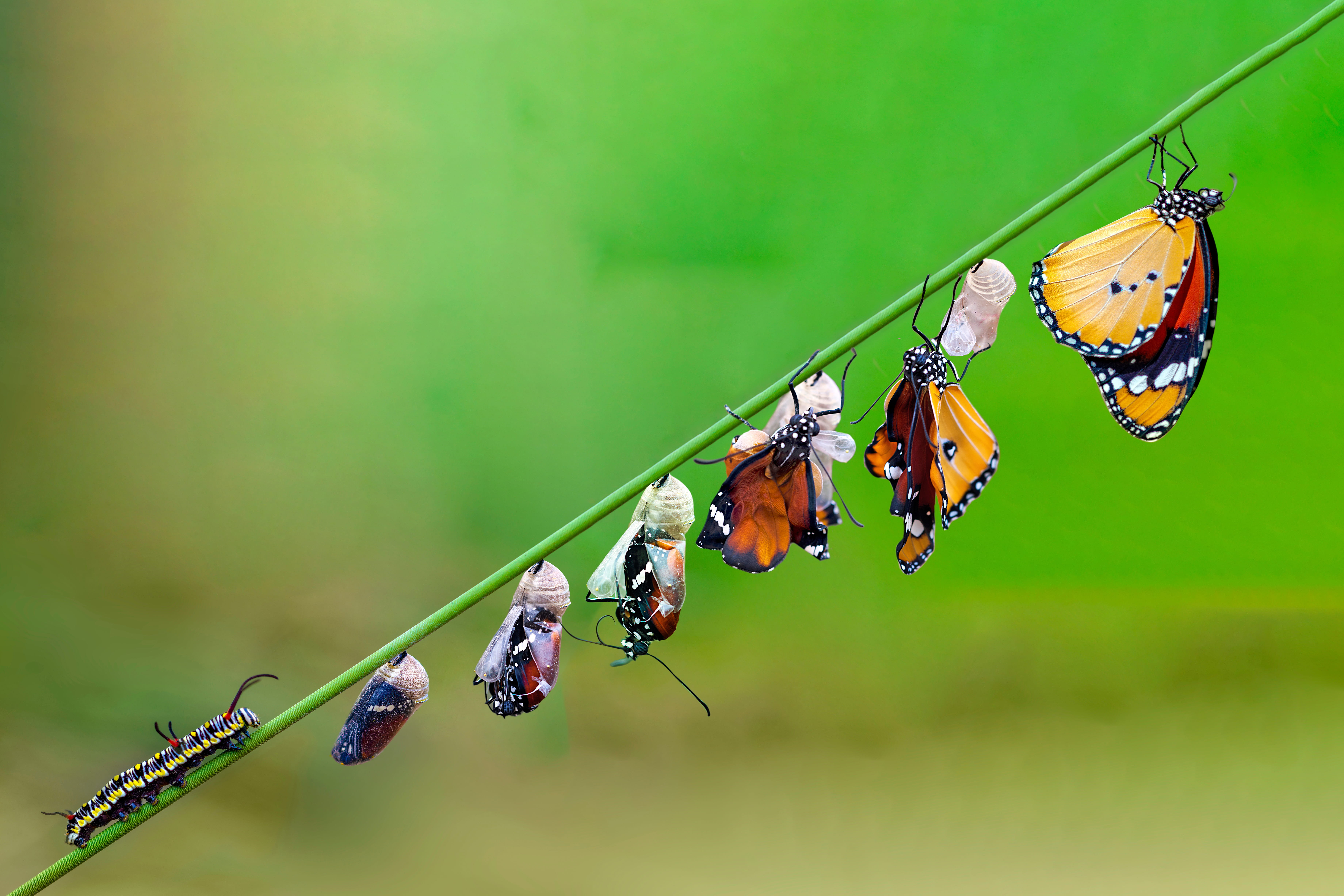 A caterpillar evolving into a butterfly